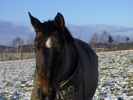 Dansk Varmblod Lady Maj R.I.P d. 29/4-08 - Det er fra i år dette her billede billede 3