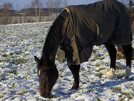 Dansk Varmblod Lady Maj R.I.P d. 29/4-08 - Dette her billede er også fra i år af min lille pige billede 4