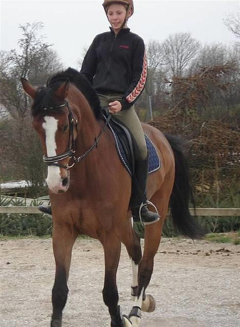 Hollandsk Varmblod Tornado SOLGT - Tornado og jeg <3 billede 12