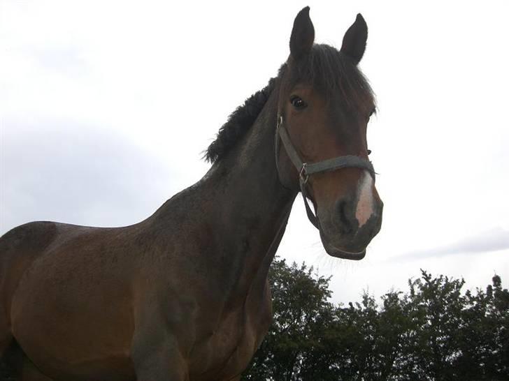 Holstener Carlos - Coriano billede 2