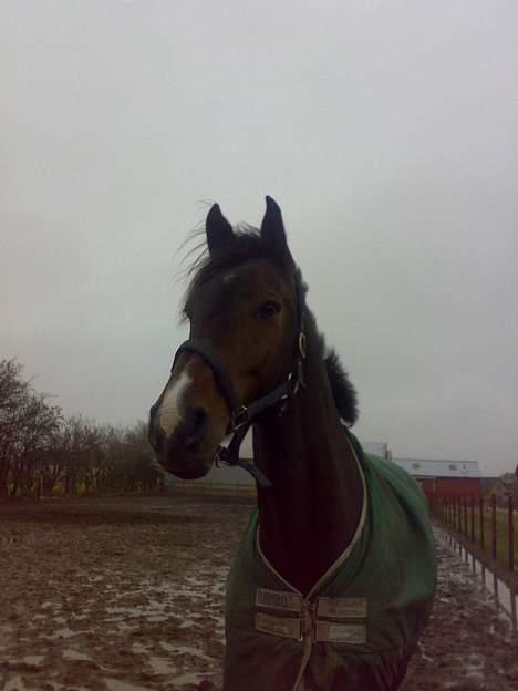 Holstener Carlos - Coriano billede 4