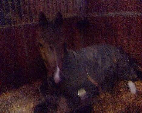 Holstener Carlos - Coriano billede 5