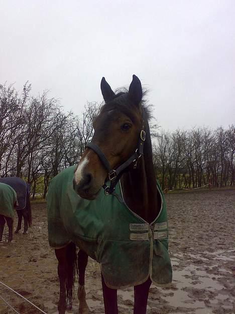 Holstener Carlos - Coriano billede 6