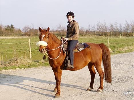 Anden særlig race Prins billede 17