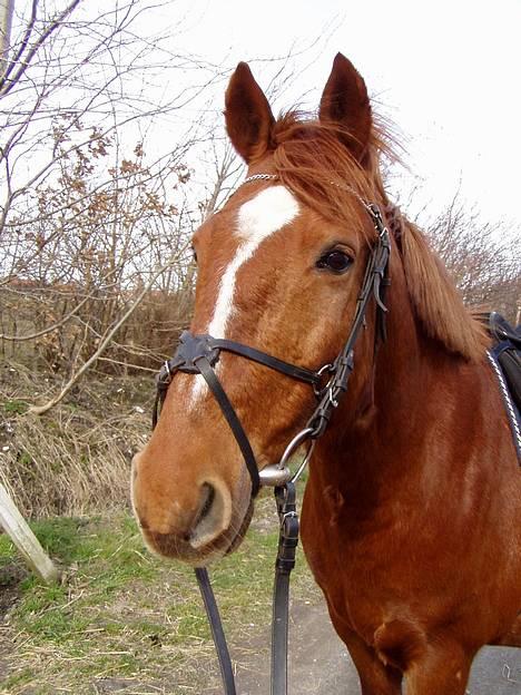 Anden særlig race Prins billede 18