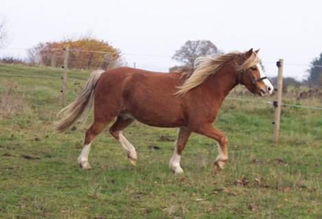 Welsh Mountain (sec A) Kiaros Brentedal - "VELKOMMEN her til min profil" billede 1