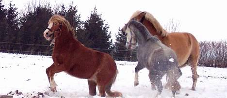 Welsh Mountain (sec A) Kiaros Brentedal billede 7