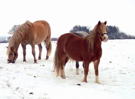 Welsh Mountain (sec A) Kiaros Brentedal billede 14