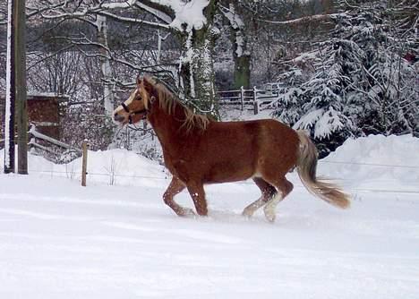 Welsh Mountain (sec A) Kiaros Brentedal - "ja så løber vi, kom så tøser" billede 19