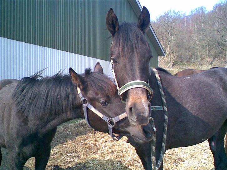 Arabisk fuldblod (OX) Shaheen (SOLGT)<33 - Mig og lillebror (jeg har grøn grime på) billede 1