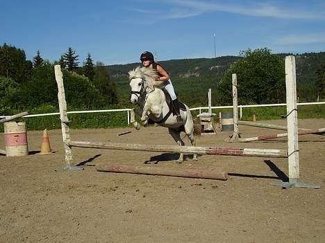 Welsh Pony af Cob-type (sec C) Milli-Celines part - træner lidt spring billede 5