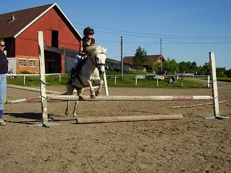 Welsh Pony af Cob-type (sec C) Milli-Celines part - hopla Celines mor står og kigger i siden billede 7