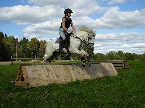 Welsh Pony af Cob-type (sec C) Milli-Celines part - millitary stævne billede 8