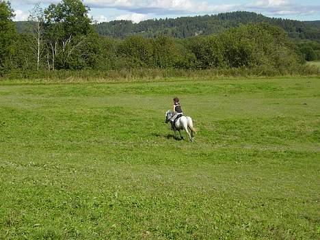 Welsh Pony af Cob-type (sec C) Milli-Celines part - ...over stok og sten................. billede 10