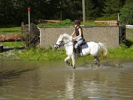 Welsh Pony af Cob-type (sec C) Milli-Celines part - vandgrav kan ponyen klare det mon billede 11