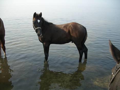 Dansk Varmblod Zeus af Teglgård - Her var jeg på stranden sammen med min mor og nogle andre plage.. billede 12