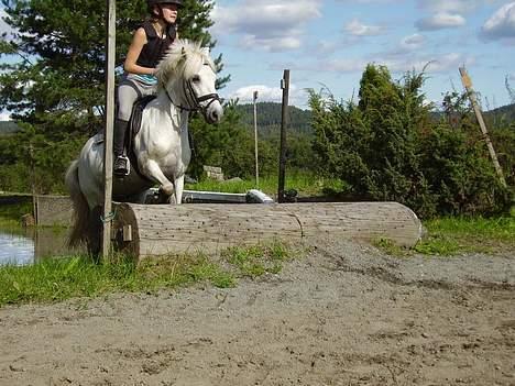 Welsh Pony af Cob-type (sec C) Milli-Celines part - Hopla billede 12