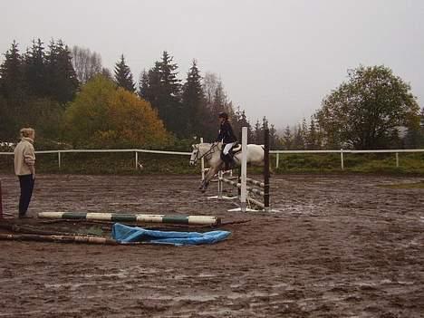 Welsh Pony af Cob-type (sec C) Milli-Celines part - .... i believe i can fly................ billede 15