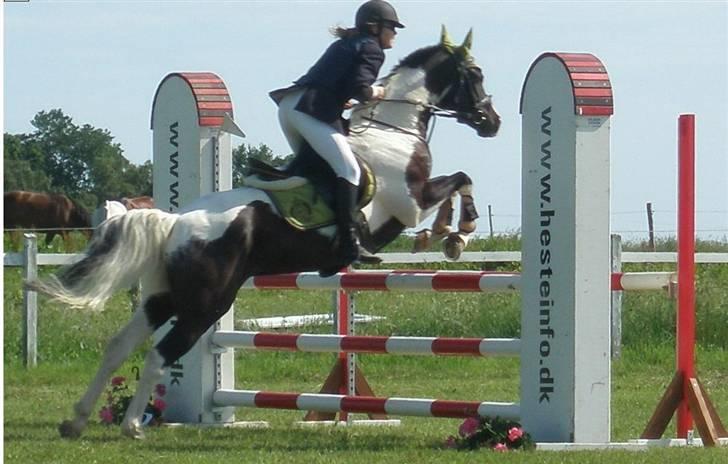 Anden særlig race sissi.dk Tento(solgt) - 6) Tento til stævne på AND. billede 6