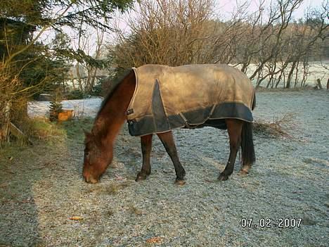 New Forest Henderson Sierra  - Det nyeste af hende.. D. 9 feb. 07 billede 12