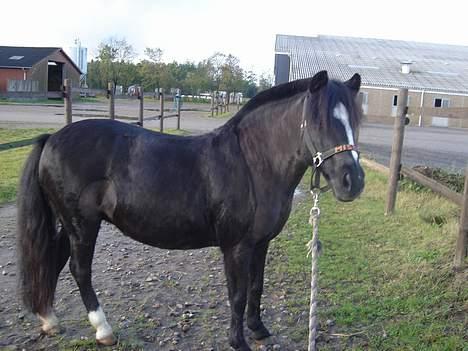 Welsh Mountain (sec A) † Miss Daylight † :'( billede 1