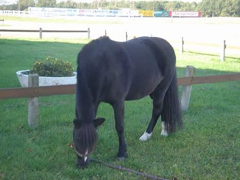 Welsh Mountain (sec A) † Miss Daylight † :'( - Når jeg har det bedst :) for mad. billede 2