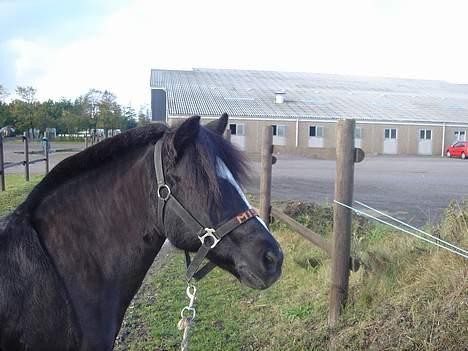 Welsh Mountain (sec A) † Miss Daylight † :'( billede 3