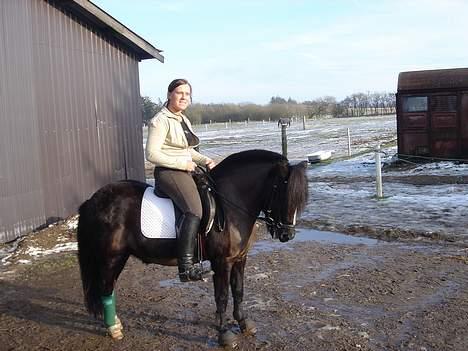 Welsh Mountain (sec A) † Miss Daylight † :'( billede 5