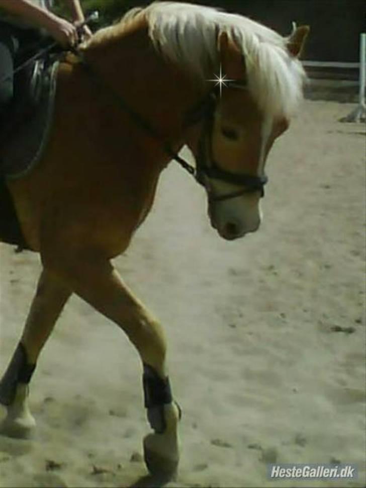 Haflinger Andy kastanjegaard*solgt* - Andy til træning, elsker din man på det billede! billede 10
