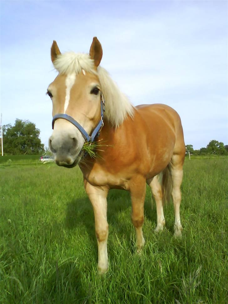 Haflinger Andy kastanjegaard*solgt* - det han elsker allermest <3 billede 11
