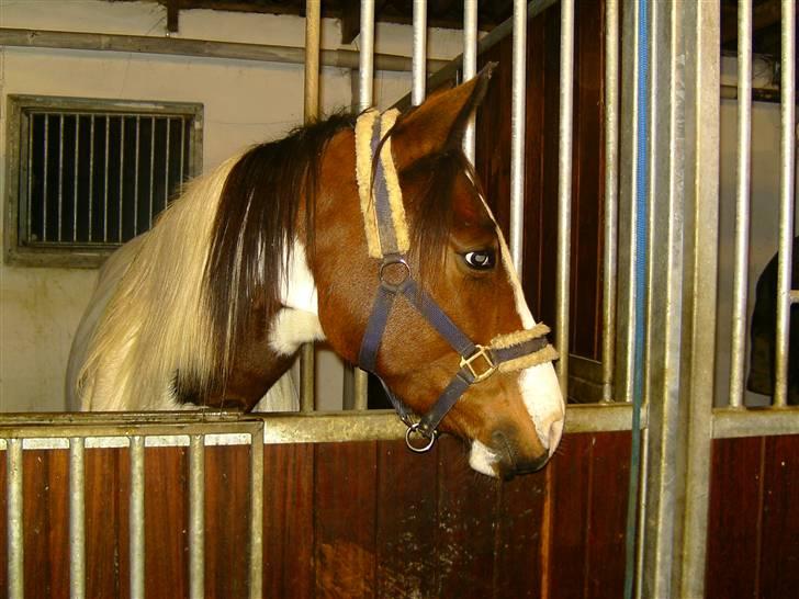 Pinto Ronjas galant - Hyppen elsker dig <3 billede 2