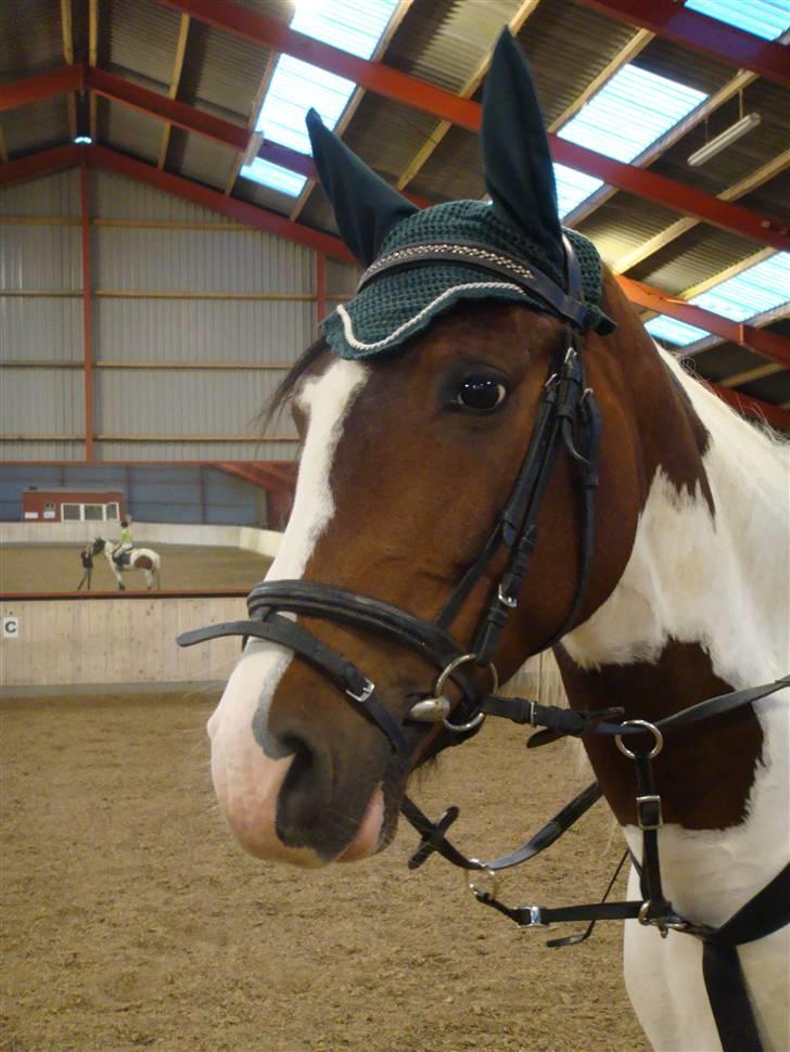 Pinto Ronjas galant - Muhaha! Se lige hyppen ;D Er han ikke bare dejlig?! billede 3