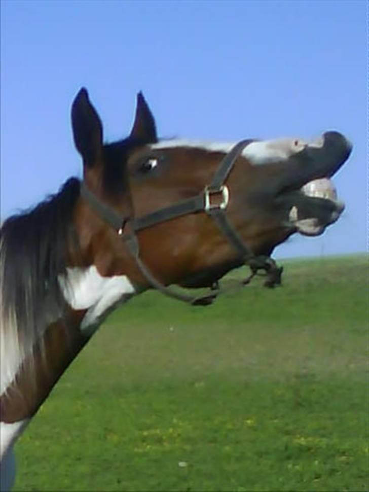 Pinto Ronjas galant - den dejlige galant billede 4