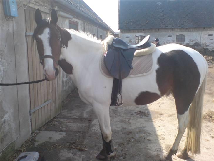 Pinto Ronjas galant - Galant er klar til dressur træning :-D billede 5