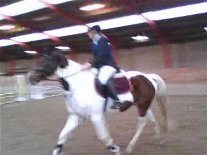 Pinto Ronjas galant - Hihi.. Stævne :-D billede 6