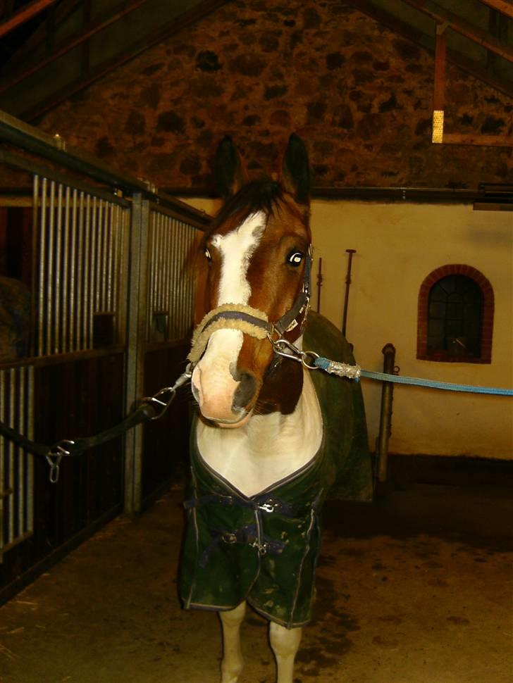 Pinto Ronjas galant billede 7