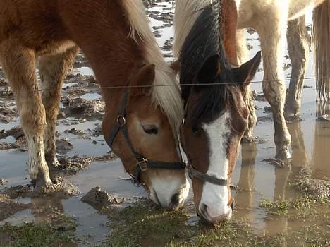 Pinto Ronjas galant - Galant sammen med sin bedste ven andy billede 11