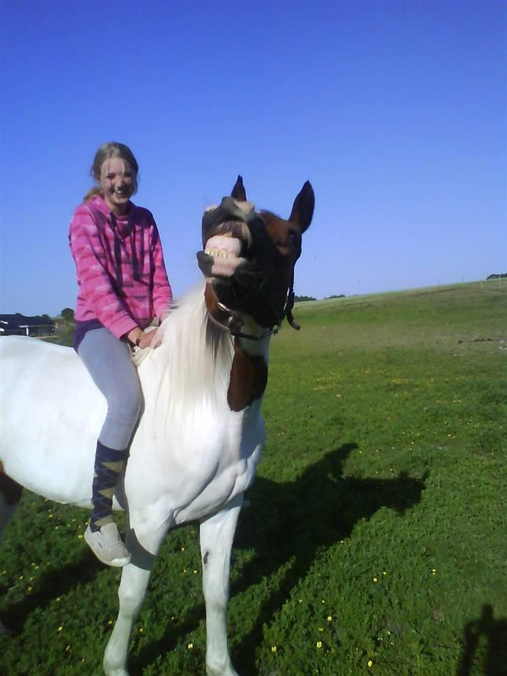 Pinto Ronjas galant - Sjov skal der også være tid til! ;D hehe billede 12