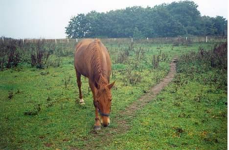 Traver Stormy - Græs igen uhmmm billede 1