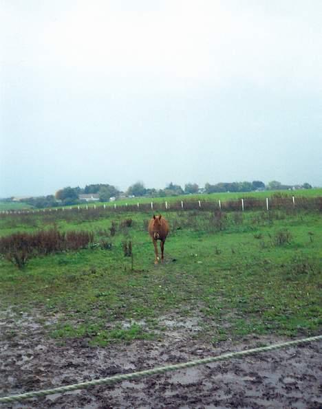 Traver Stormy - Alene billede 2