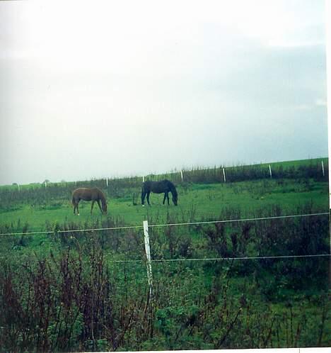 Traver Stormy - Stormy og Nain billede 3