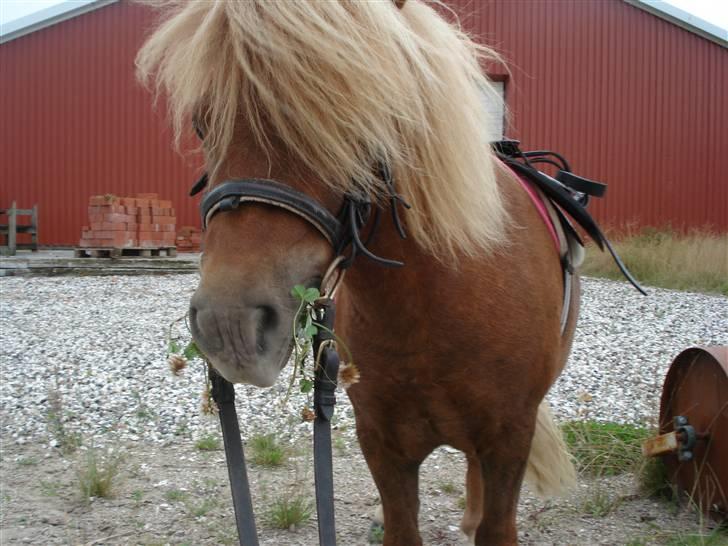 Anden særlig race Buffast *SOLGT* - Buffe med fuldt udstyr for første gang d: billede 2