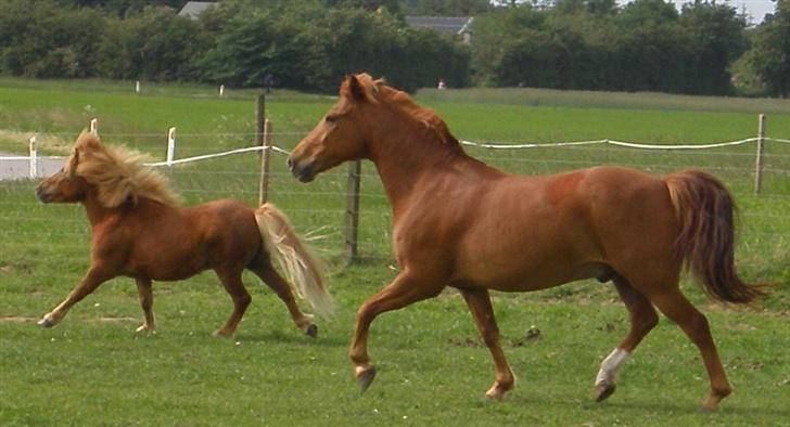 Anden særlig race Buffast *SOLGT* - Buffe kan skam også flytte benene <3 :) billede 10