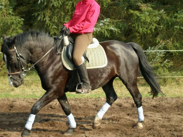 Anden særlig race Miklagaards Black Beauty billede 1