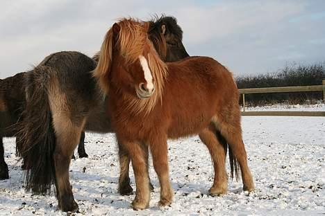 Islænder Pytla fra Hjortedal billede 16