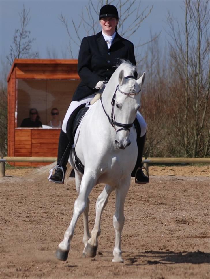 Pura Raza Española versalles  billede 18