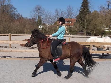 Islænder Sif fra Pilbrodalen Død - Mig og Sif i pas.... billede 14