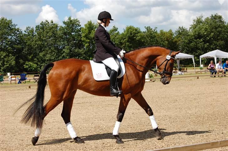 Dansk Varmblod Højgårds Shakira - Helle og Shakira til sadelkåringen. Foto: MLH-foto billede 7