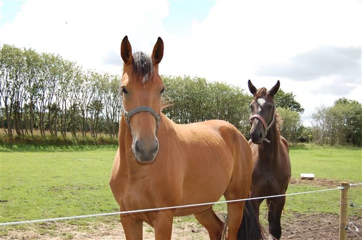 Dansk Varmblod Højgårds Shakira billede 8