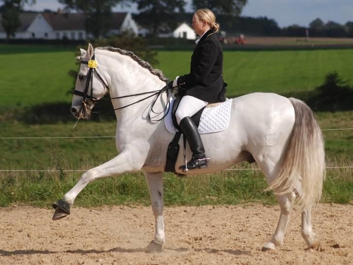 Pura Raza Española versalles  billede 19